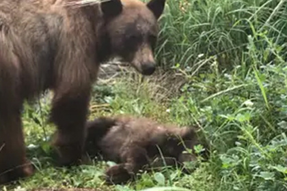 Медведица часами отчаянно пыталась разбудить погибшего под колесами медвежонка